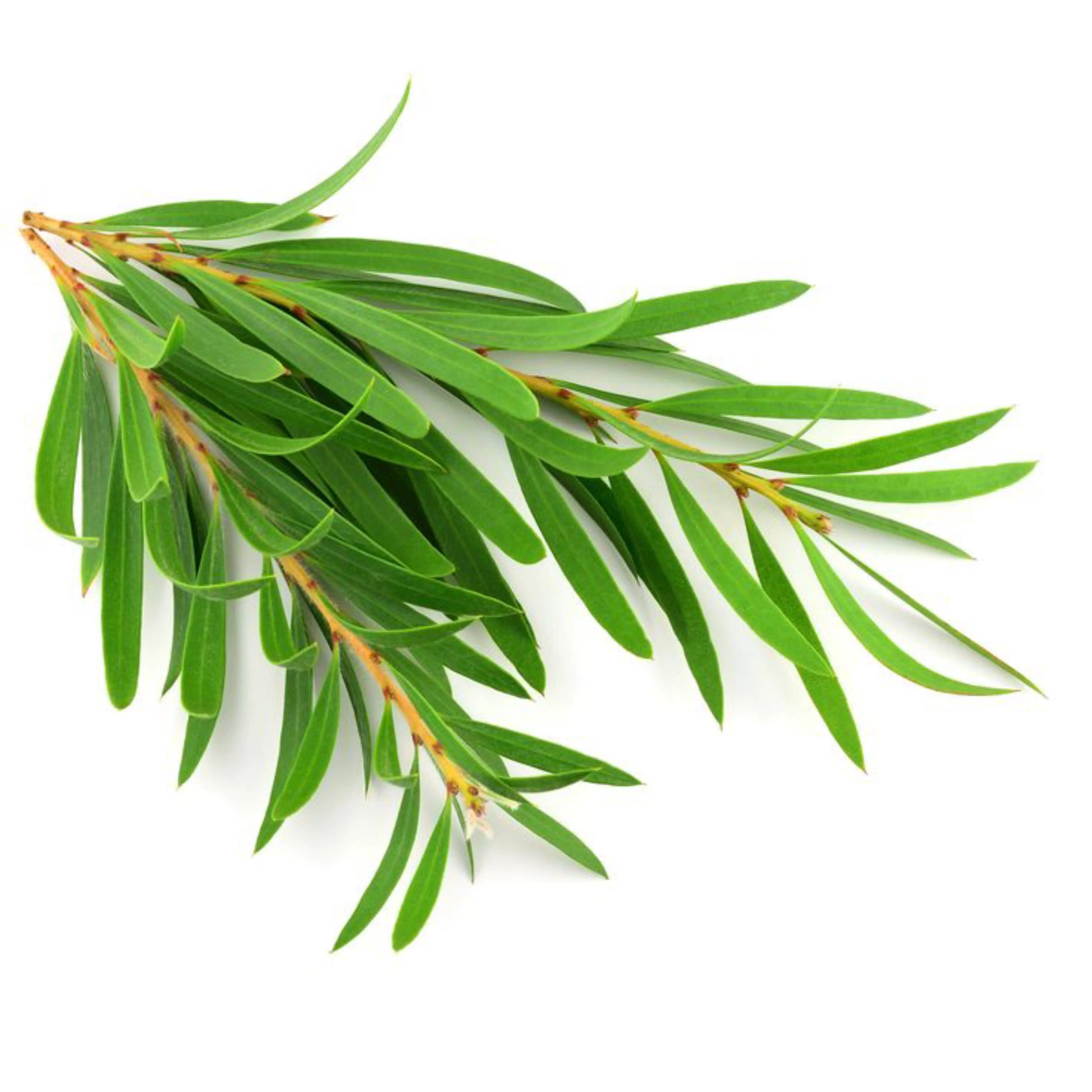 Tea_Tree_Australian_Oil_1