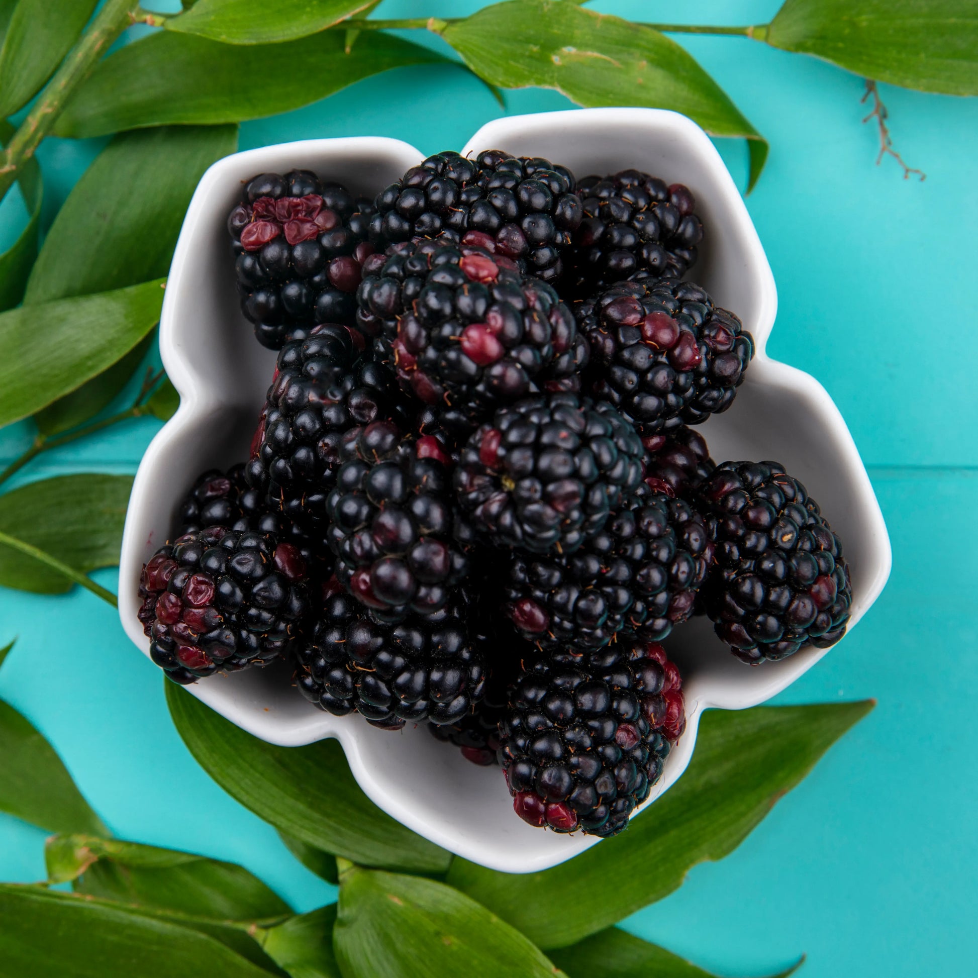 Blackberry_Seed_Oil_2