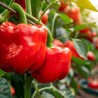 Sweet_paprika_powder_1