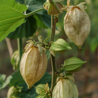 Cardamom_1