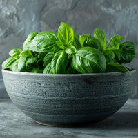 Basil_SH30_1