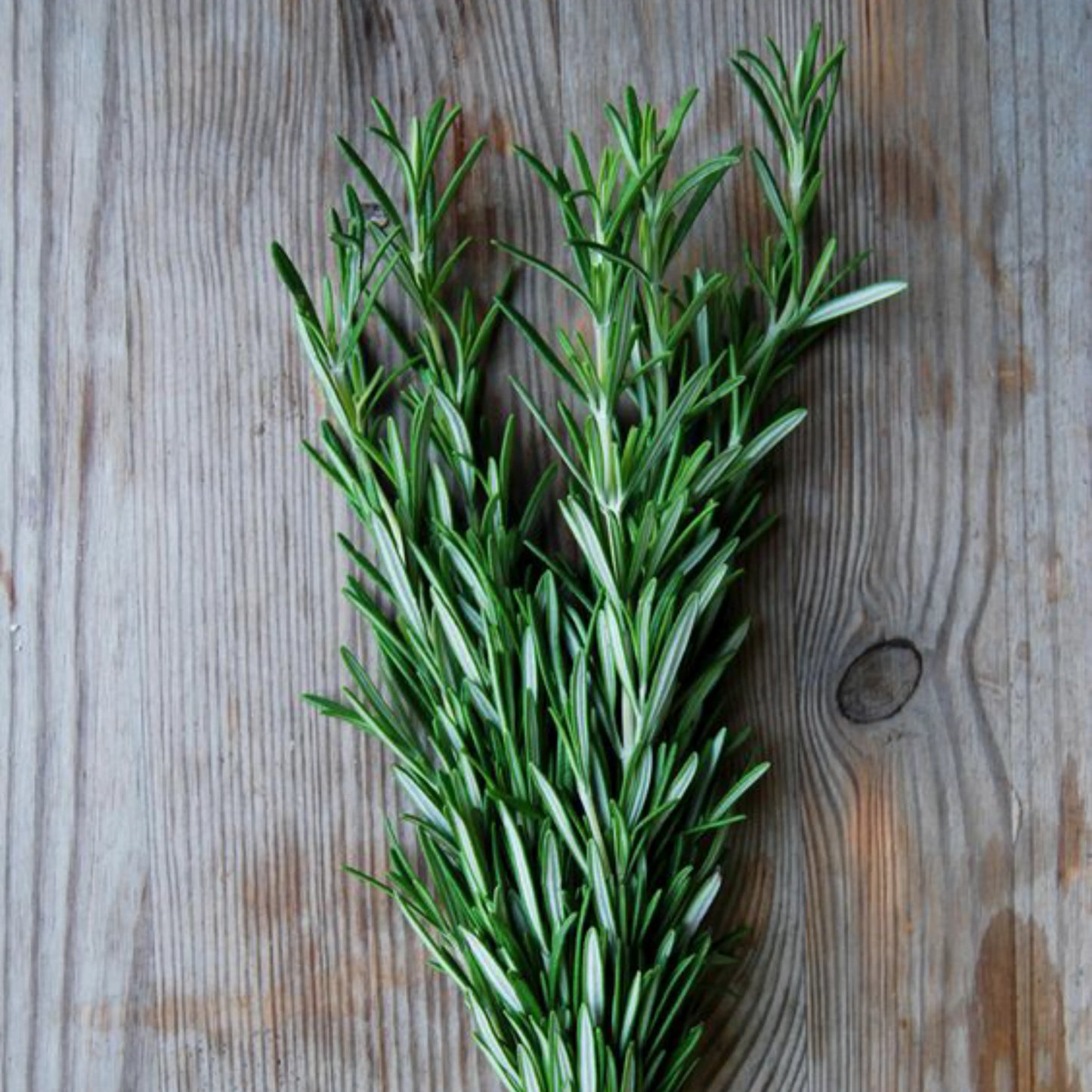 Rosemary_dried_1