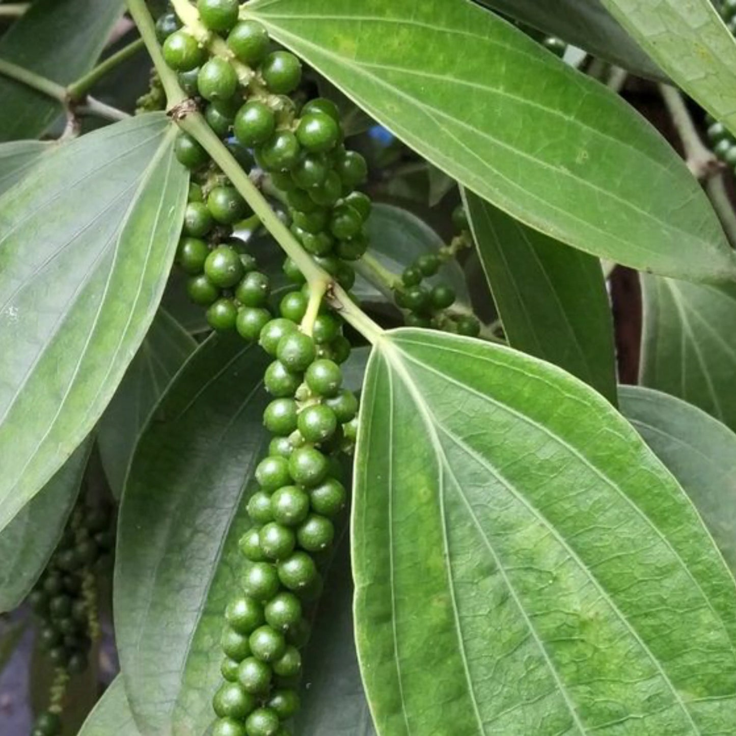 White_pepper_ground_1